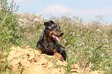 BEAUCERON - PUPPIES 053